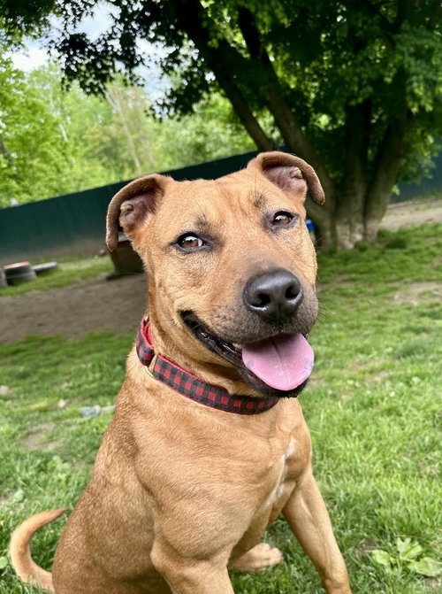 picture of the dog needing adoption
