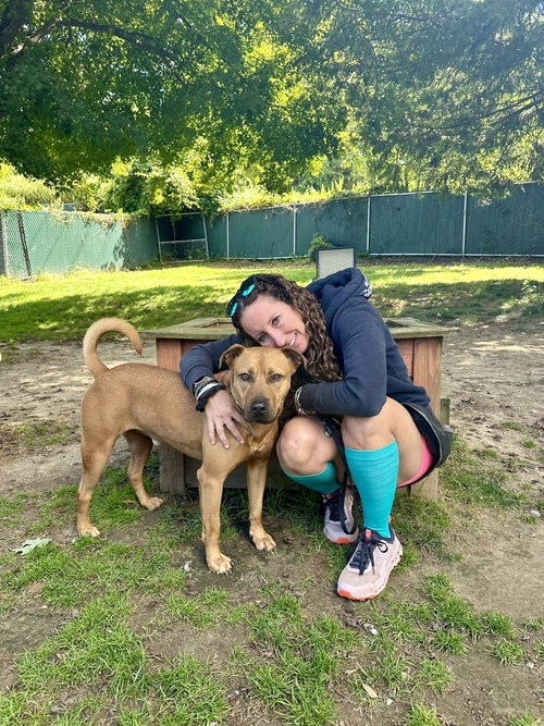 BARNUM - American Staffordshire Terrier / Rhodesian Ridgeback available for adoption