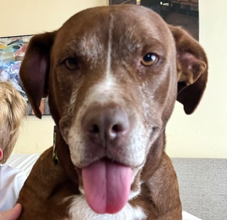 adoptable Dog in Brewster, NY named Tender Tootsie