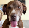 adoptable Dog in brewster, NY named Tender Tootsie