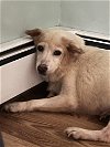 adoptable Dog in brewster, NY named Raisin