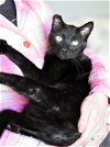 adoptable Cat in brewster, NY named Salem (Jet Black Litter)
