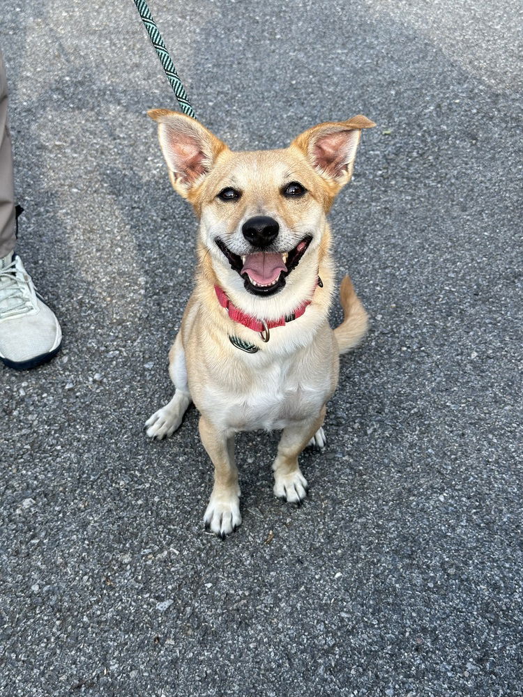 adoptable Dog in Brewster, NY named Hiker