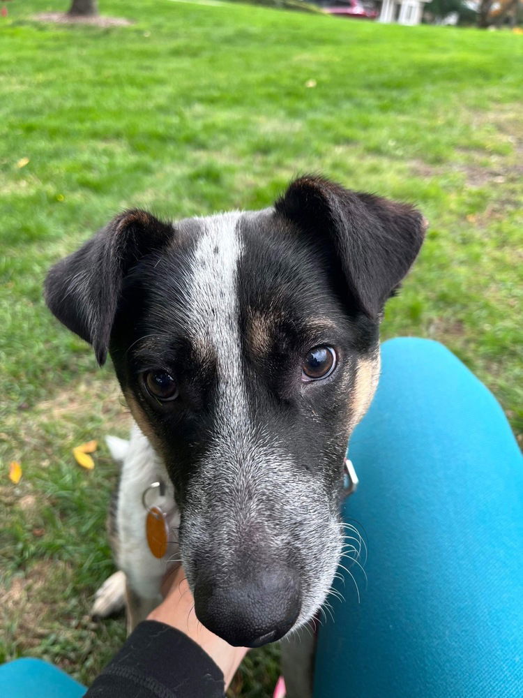 adoptable Dog in Brewster, NY named Boots (Brianna's Litter)