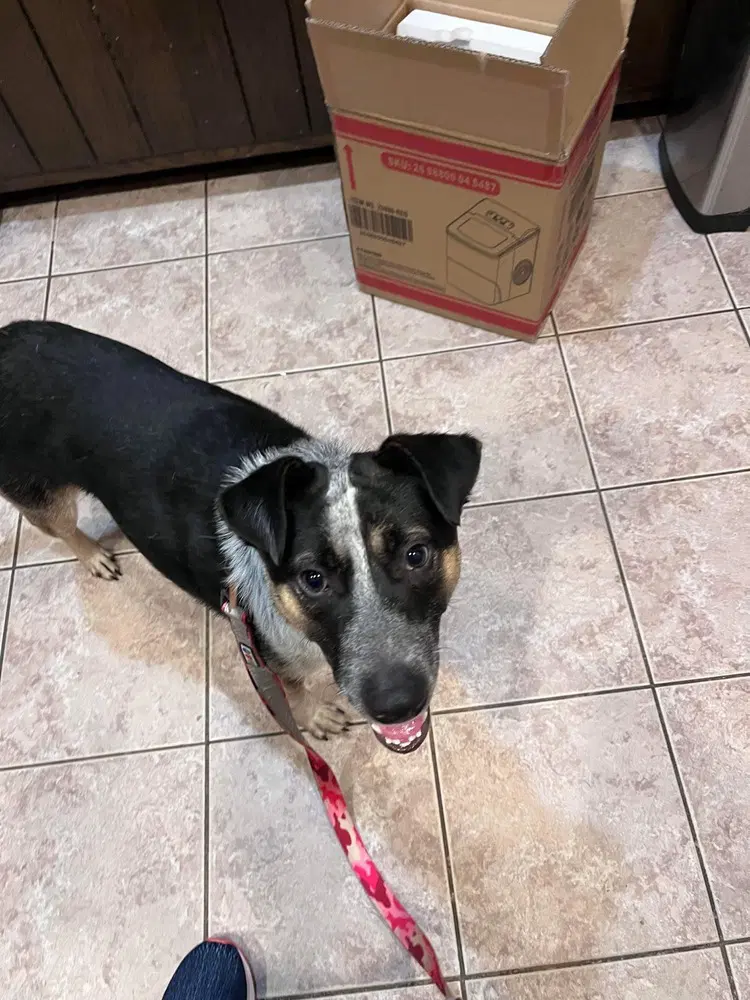 Boots Brianna's Litter - shepherd/heeler mix