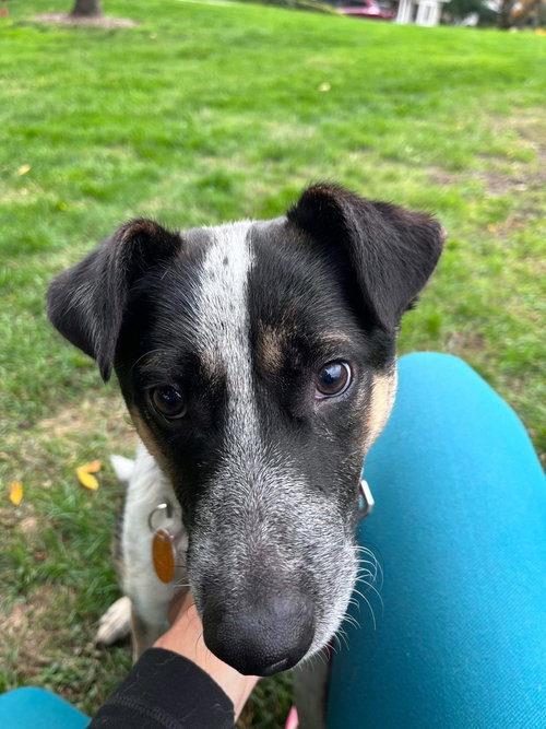 BOOTS (BRIANNA'S LITTER) - Shepherd / Australian Cattle Dog/Blue Heeler available for adoption