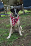 Boots (Brianna's Litter) - Photo 3