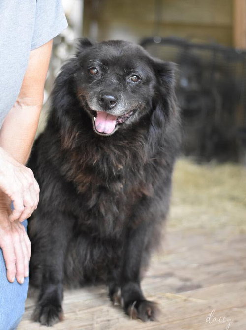 DAISY (TRINITY) - Spitz available for adoption