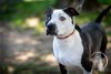 adoptable Dog in brewster, NY named Blake
