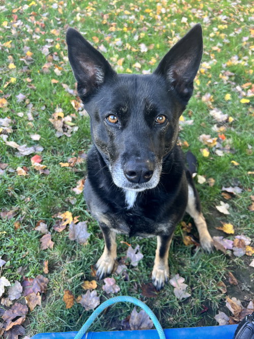 WAFFLES AKA MRS. WOOWOO - Shepherd available for adoption