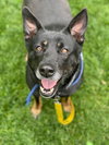 Waffles aka Mrs. WooWoo - Photo 4