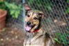 adoptable Dog in brewster, NY named Penny 2