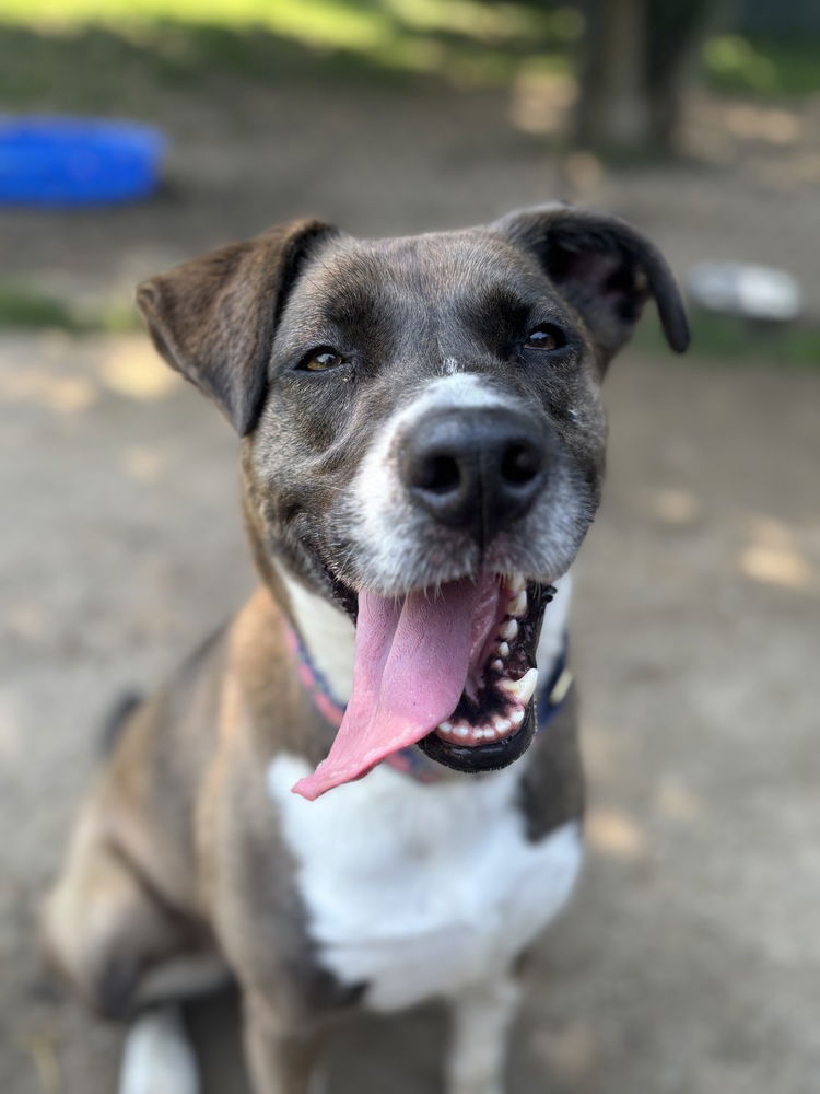 adoptable Dog in Brewster, NY named AC - Sharon