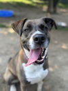 adoptable Dog in brewster, NY named AC - Sharon