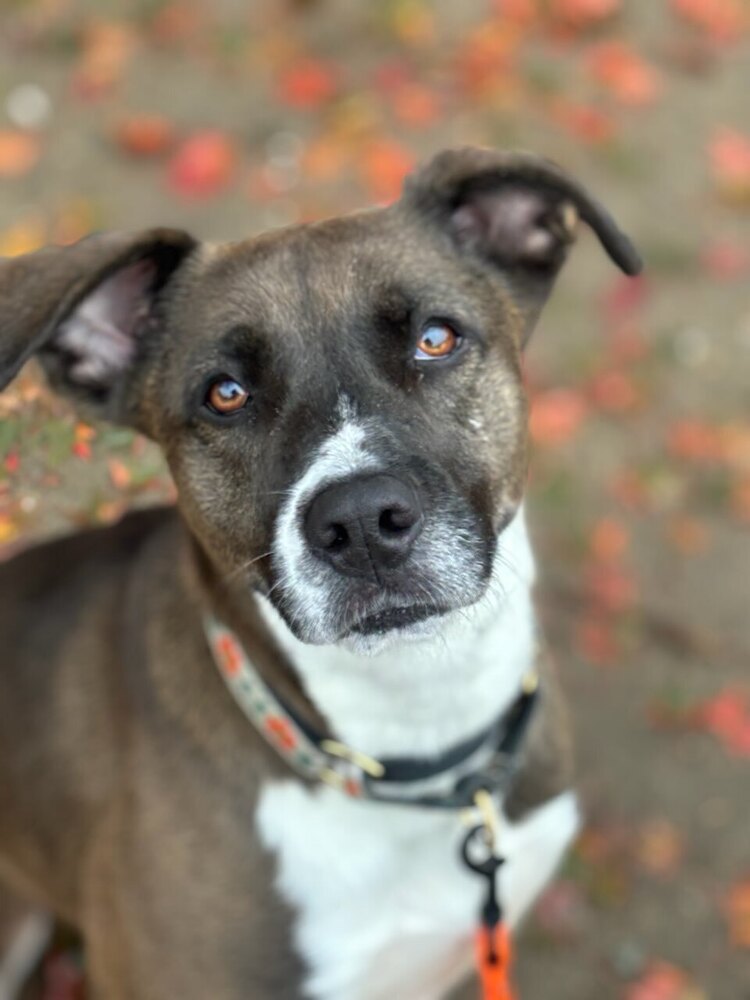 AC - Sharon, dog