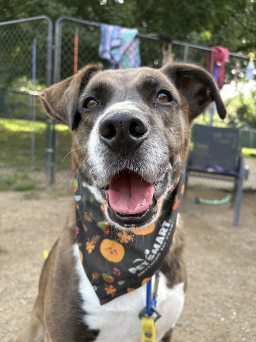 AC - Sharon, Labrador Retriever / Border Collie / Mixed