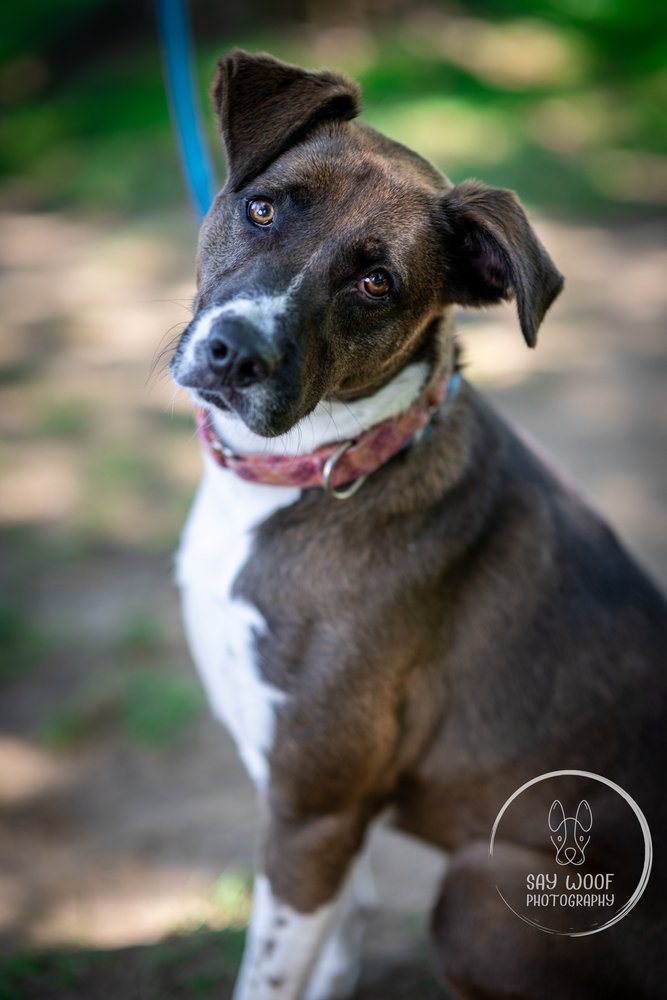 adoptable Dog in Brewster, NY named Sharon