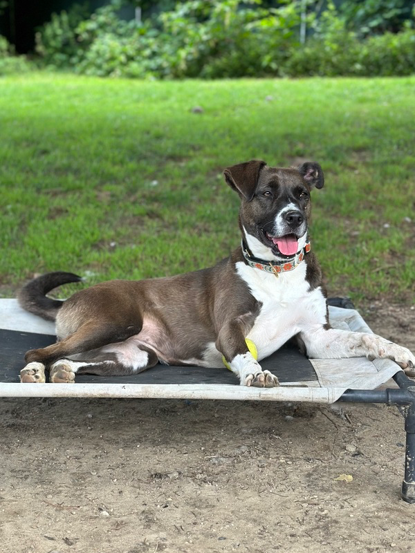 adoptable Dog in Brewster, NY named Sharon