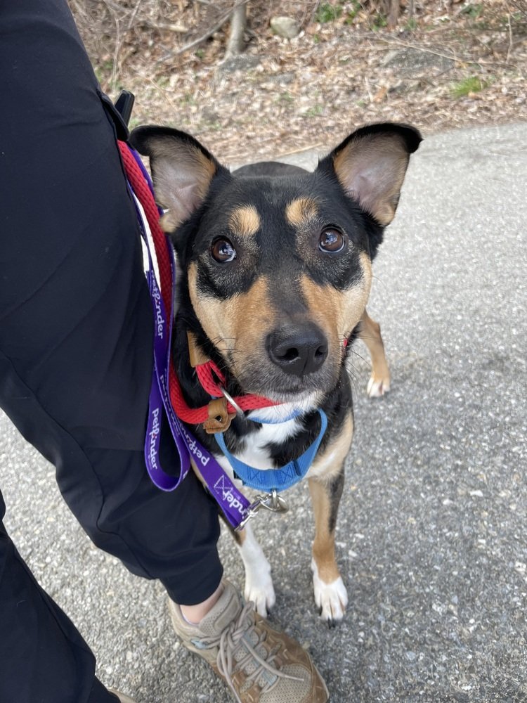 adoptable Dog in Brewster, NY named Scarlett (Savannah's Litter)