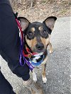 adoptable Dog in brewster, NY named Scarlett (Savannah