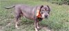 adoptable Dog in brewster, NY named Zesty Zeke