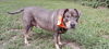 adoptable Dog in brewster, NY named Zesty Zeke