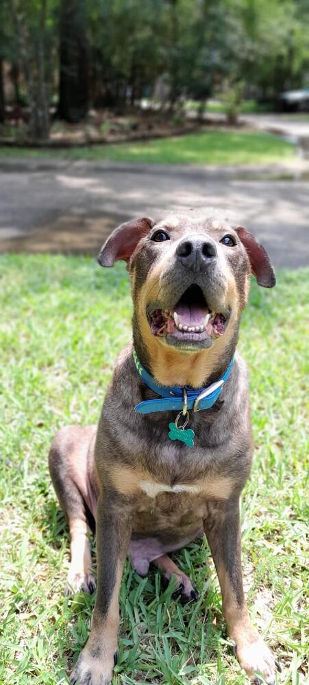 ZESTY ZEKE - Shar Pei available for adoption