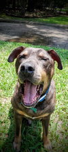 Zesty Zeke - Photo 4