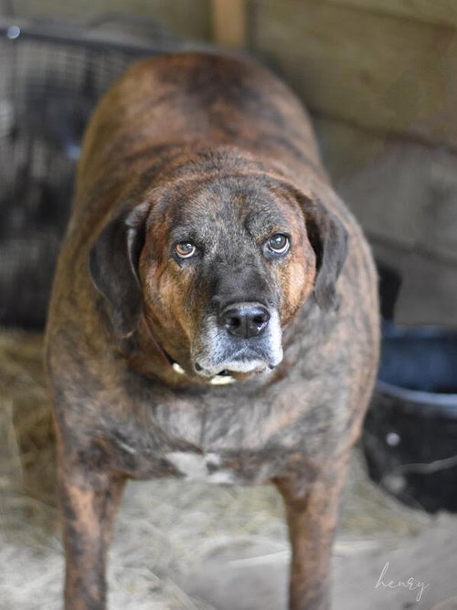 HENRY LEE (TRINITY) - Plott Hound available for adoption