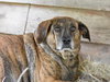 Rosie (Trinity) - Photo 2