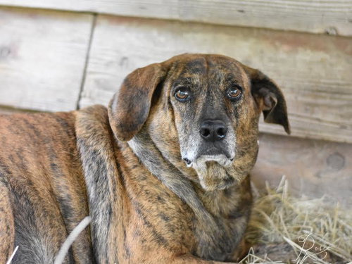 ROSIE (TRINITY) - Plott Hound available for adoption