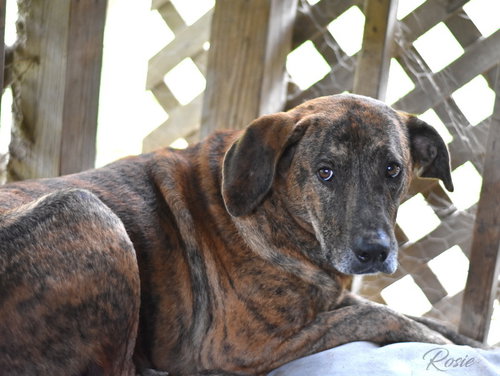 Rosie (Trinity), photo 3