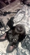 adoptable Dog in brewster, NY named Bertram (B Bunch)