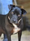 adoptable Dog in brewster, NY named Roxy (Trinity)