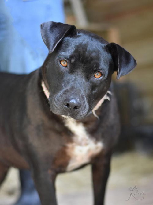 ROXY (TRINITY) - Labrador Retriever / Pit Bull Terrier available for adoption
