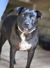 Roxy (Trinity) - Photo 2