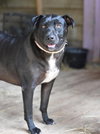Roxy (Trinity) - Photo 3