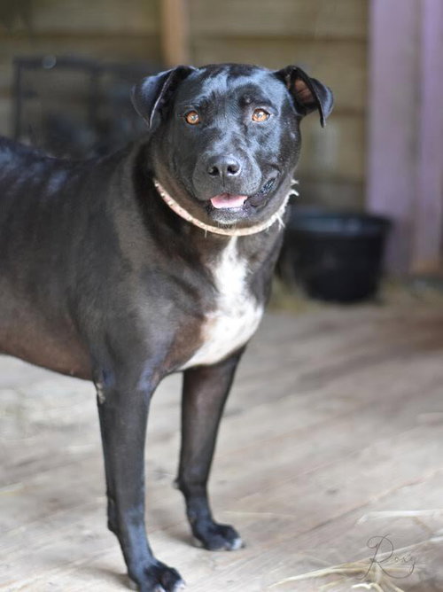 Photo 3 of Roxy (Trinity)