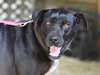 Roxy (Trinity) - Photo 4
