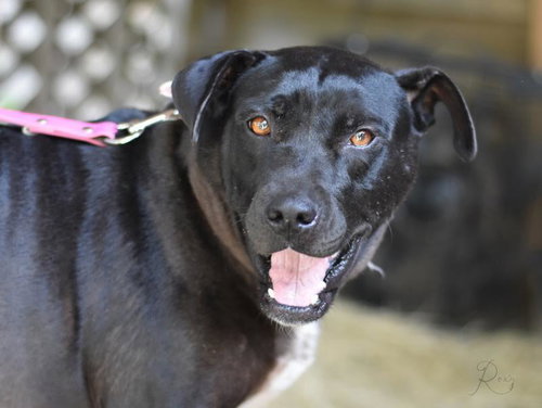 Photo 4 of Roxy (Trinity)