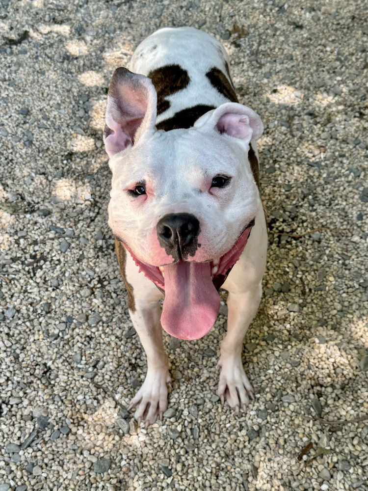 adoptable Dog in Brewster, NY named Cosmo