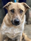 adoptable Dog in brewster, NY named Bucky (Marvel Litter)