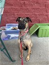 adoptable Dog in  named Lone