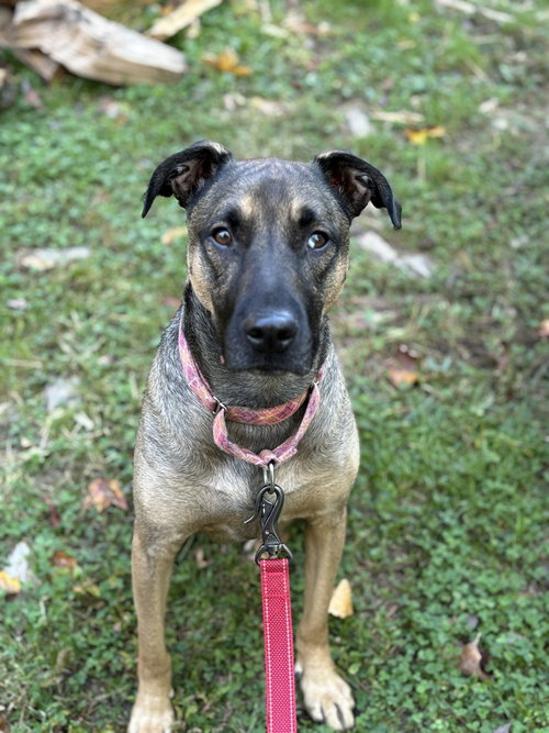 LONE - German Shepherd Dog / Shepherd available for adoption