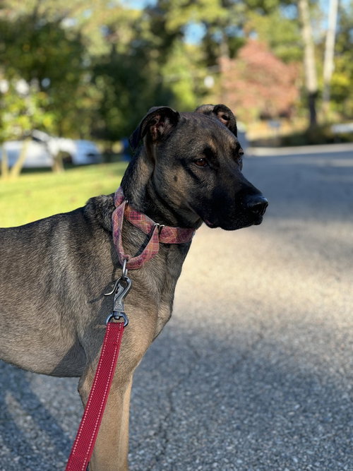 LONE - German Shepherd Dog / Shepherd available for adoption