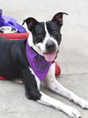 adoptable Dog in brewster, NY named Cosmo the Charismatic