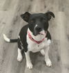 adoptable Dog in Brewster, NY named Bella (Momma)