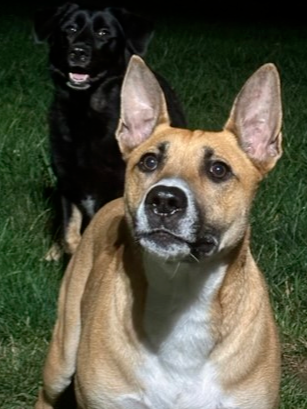 MURPHY 2 - American Staffordshire Terrier / Shepherd available for adoption