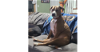 adoptable Dog in brewster, NY named Rhett (Country Siblings)