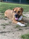 adoptable Dog in brewster, NY named Roman